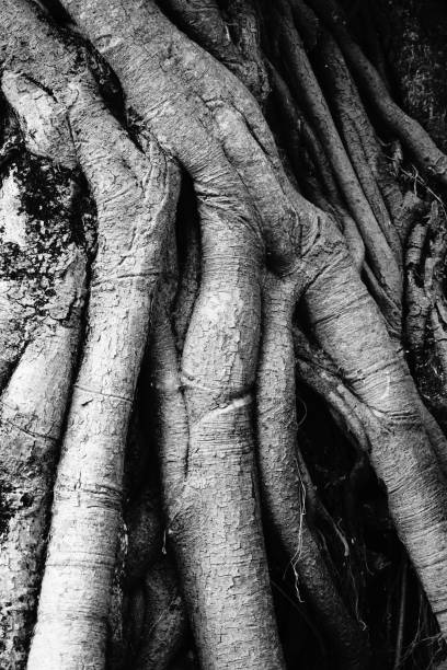 istock Banyan tree and banyan roots background. Jungle in black and white 1065324716