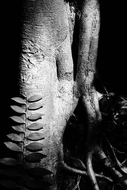 istock Banyan tree and banyan roots background. Jungle in black and white 1065324722
