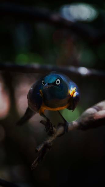 istock The golden-breasted starling is a small bird with a bright, blue tail and a blue back. It has a green head, white eyes, blue-violet wings, and a yellow breast, belly, and upper tail covers 1065326230