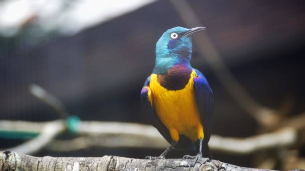 istock The golden-breasted starling is a small bird with a bright, blue tail and a blue back. It has a green head, white eyes, blue-violet wings, and a yellow breast, belly, and upper tail covers 1065326234
