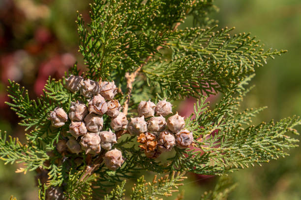 istock Incense cedar tree Calocedrus decurrens branch with seed, close up. 1065326670