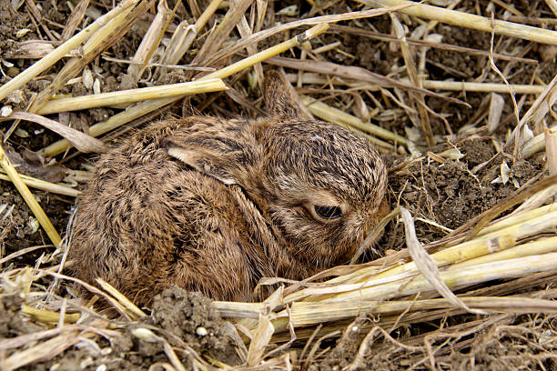 Leveret, or baby Hare  hare and leveret stock pictures, royalty-free photos & images