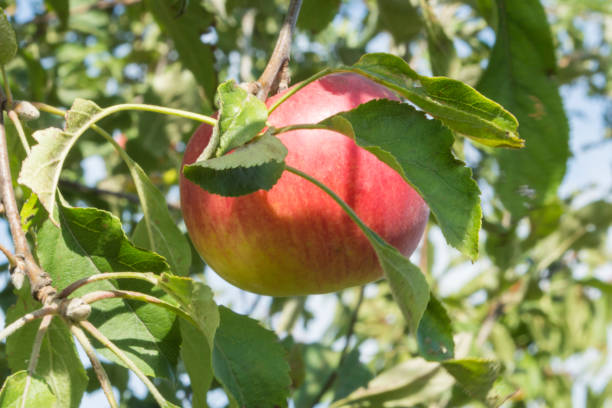 istock Red juicy Apple hanging on the tree 1065327924