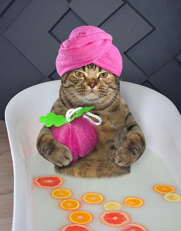 The cat with a towel around his head takes a milk bath with fruits.