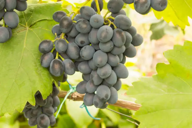 Bunch of blue grapes Moldova hanging among the leaves on a bush