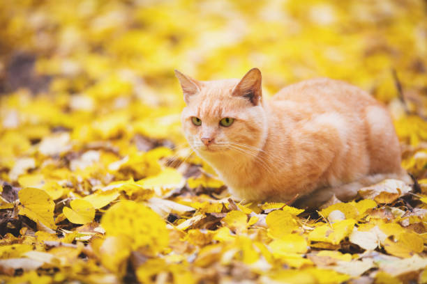 istock Red cat walking outdoors on the fallen leaves in autumn 1065333422