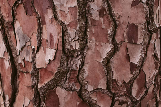 istock Pine tree bark texture and background, close up view of natural and organic pine bark pattern. 1065334082