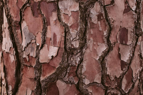 istock Pine tree bark texture and background, close up view of natural and organic pine bark pattern. 1065334130