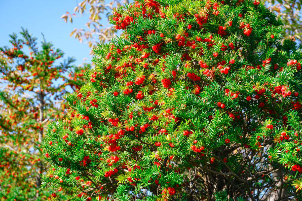 Taxus cuspidata Taxus cuspidata tree in autumn taxus cuspidata stock pictures, royalty-free photos & images