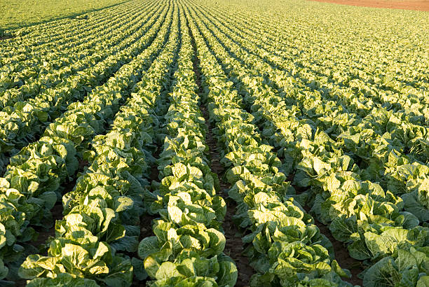 do salat - lollo bionda lettuce imagens e fotografias de stock