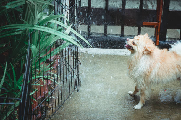 Wet and soak stand brown pomeranian dog playing the spray water while getting a bath with the fun expression on the dirty cement floor. Vintage style