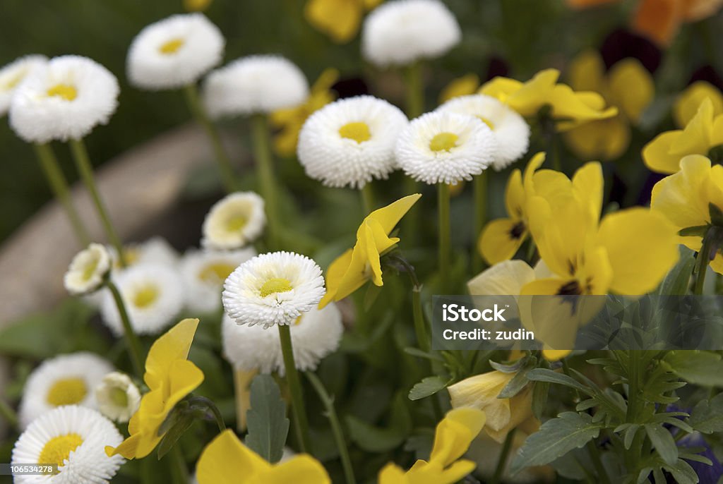 yellow and white flower group in the garden Affectionate Stock Photo