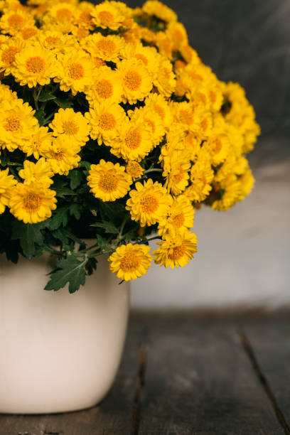 istock Yellow Chrysanthemum in the Pot 1065343218