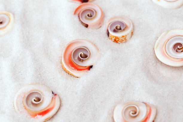 Seashells on white sea salt background. Selective focus. Summer or spa background with copy space for text. Selective focus.