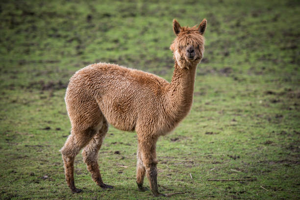 llama, alpaca - alpaca fotografías e imágenes de stock