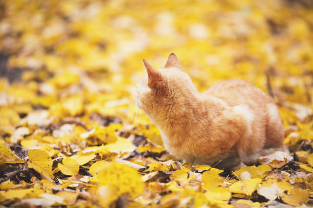 istock Red cat walking outdoors on the fallen leaves in autumn 1065352758