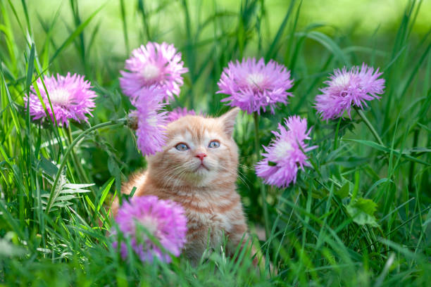 istock Cute little red kitten sitting in flowers on the grass 1065352776
