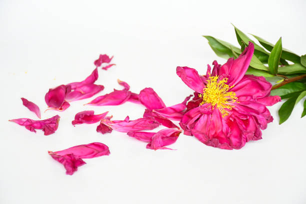 Dry peony flowers on white background isolated, beautiful nature idea use for decorate in house.