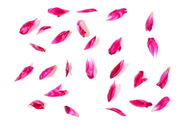 istock Dry peony flowers on white background isolated 1065354416
