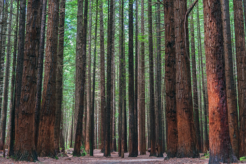 A photograph taken along a walking trail in the Redwood Forest in Rotorua, New Zealand