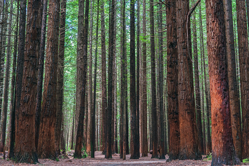 Caption: A breathtaking view of towering redwood trees