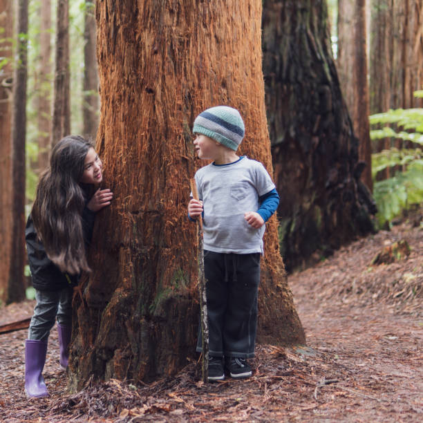 A candid photograph of a 3-year old eurasian boy and his 9-year old sister playing around the trunk of a Redwood tree in the Redwood Forest, Rotorua.