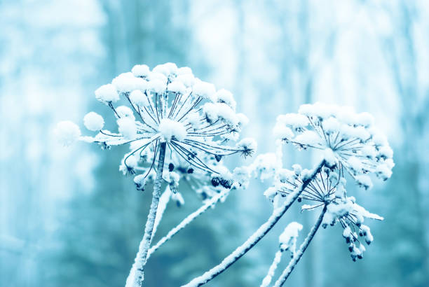 istock winter background with a snow-covered plant