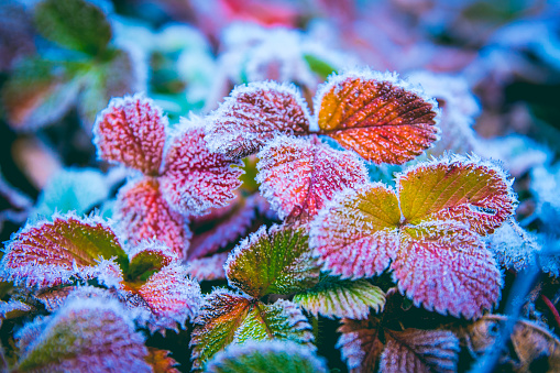 leaves in early frost