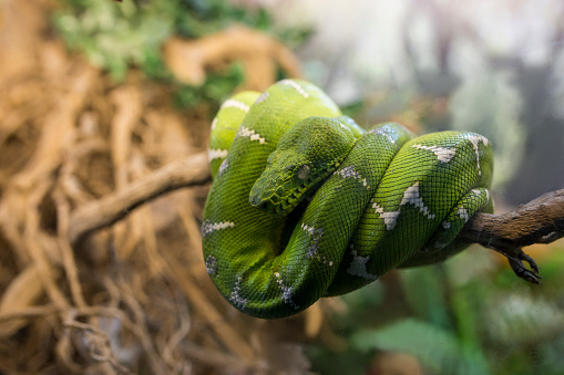 Green tree python curled up on branch