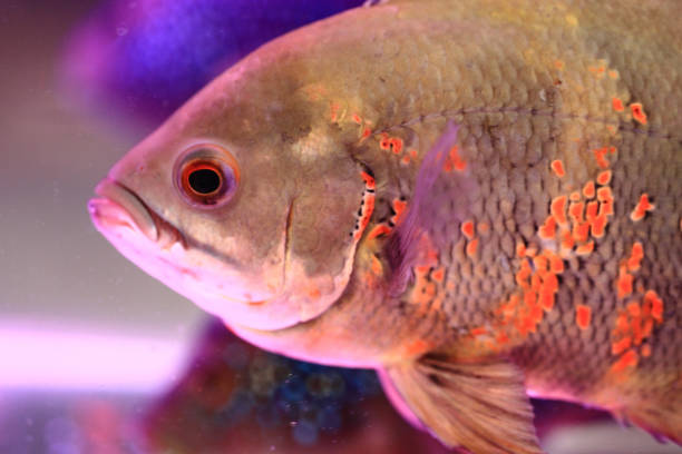istock detail of oscar fish 1065360710
