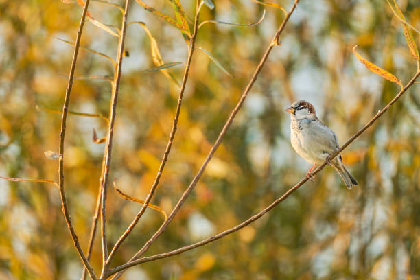 istock House sparrow in autumn leaves 1065363332