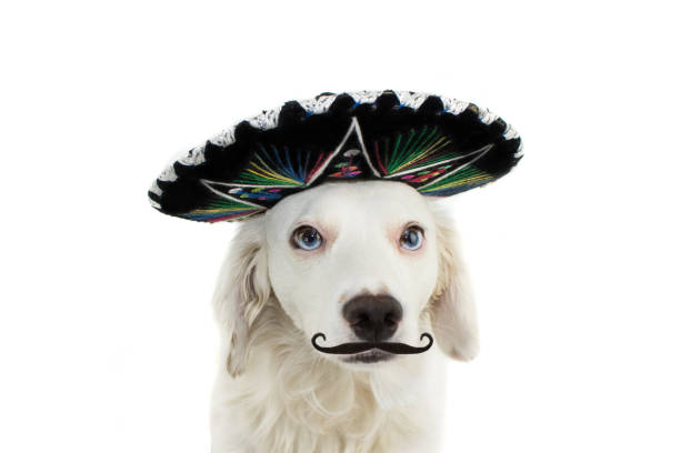 istock WEARING A MEXICAN MARIACHI HAT AND A MUSTACHE OR MUSTACHE. LOOKING AT CAMERA. ISOLATED SHOT AGAINST WHITE BACKGROUND 1065365404