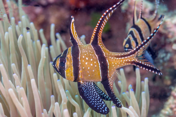 istock Proud cardinalfish,Pterapogon kauderni 1065365544