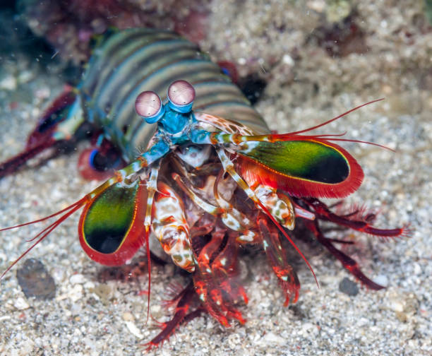 istock Odontodactylus scyllarus, peacock mantis shrimp 1065365560