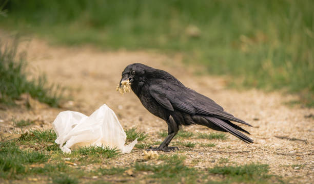 Common Raven pulls food out of a discarded plastic bag stock photo