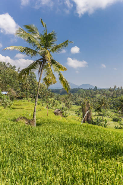 istock Palm tree in a rice field on Bali island, Indonesia 1065368430