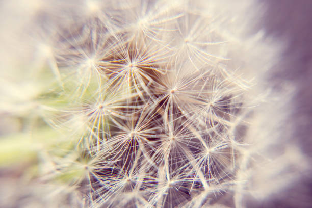 istock dandelion dettail macro green 1065369858