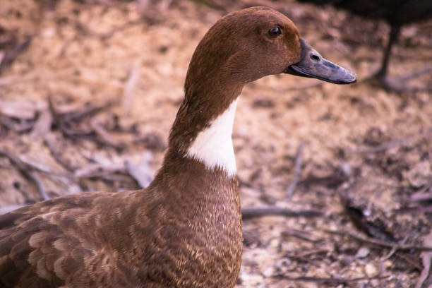 Portrait of a duck