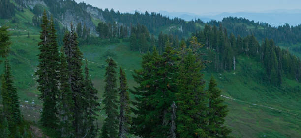 istock Cedar trees in Mount Rainier National Park 1065370196