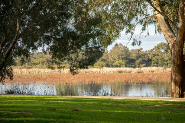 istock bibra lake reserve landscape 1065370580
