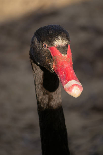istock Portrait of black swan 1065370916