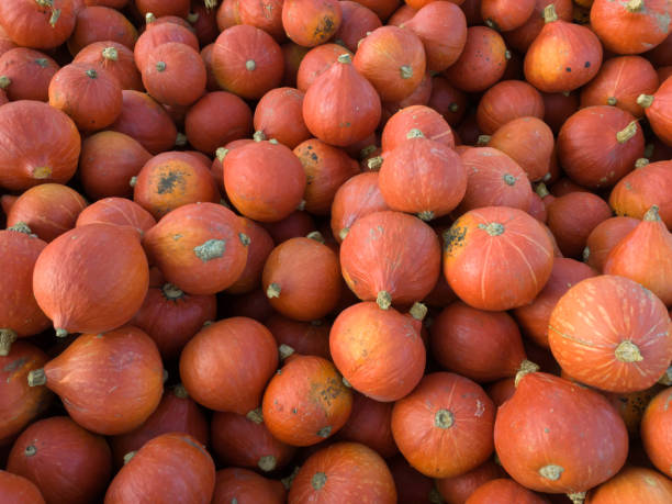 istock Hokkaido pumpkins in a bunch 1065372430