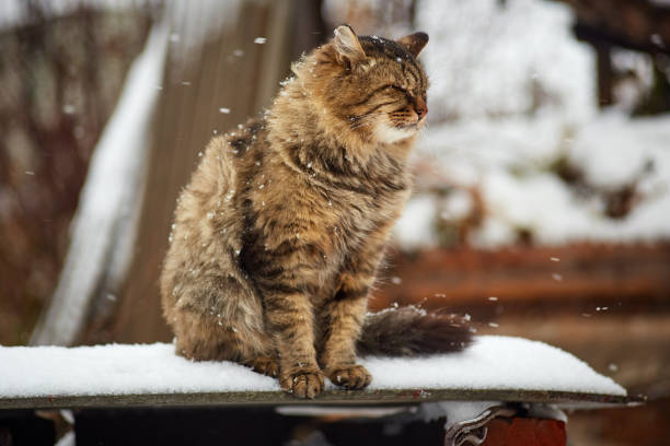 istock Fluffy siberian cat in snow 1065372458