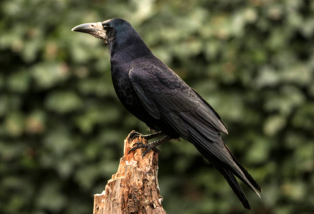 istock Rook, Corvus frugilegus 1065372476