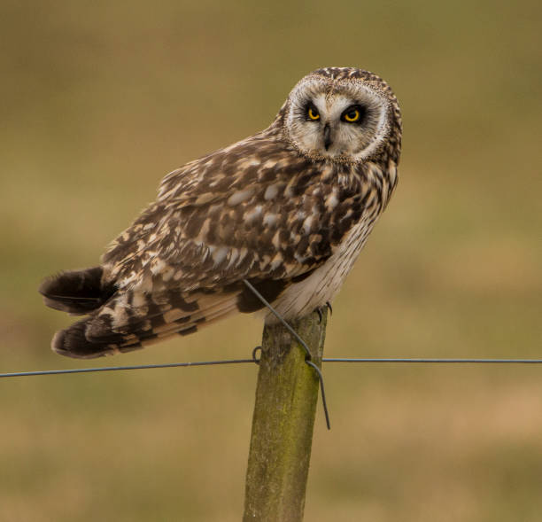istock short-eared owl, Asio flammeus 1065372716
