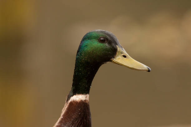 istock Wild Duck, male. Anas platyrhynchos 1065372900