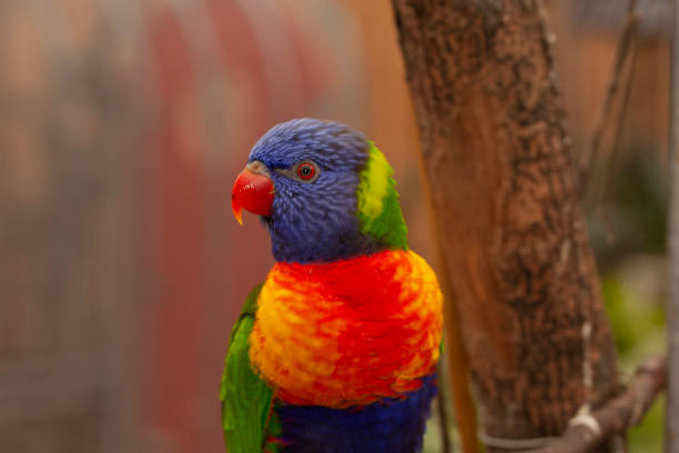 istock Lorikeet, Trichoglossus haematodus 1065373028