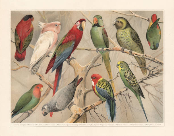 ilustraciones, imágenes clip art, dibujos animados e iconos de stock de loros (psittaciformes), cromolitografía, publicados en 1897 - lorif