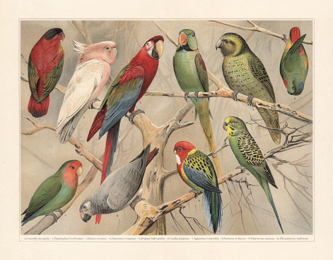 Parrots (Psittaciformes): 1) Purple-naped lory (Lorius domicella, or Domicella atricapilla); 2) Major Mitchell's cockatoo (Cacatua leadbeateri, or Plissolophus leadbeateri); 3) Scarlet macaw (Ara macao, or Sittace coccinea); 4) Rose-ringed parakeet (Psittacula krameri, or Palaeornis torquatus); 5) Kakapo (Strigops habroptilus); 6) Blue-crowned Hanging-parrot (Loriculus galgulus, or Coryllis galgulus); 7) Rosy-faced lovebird (Agapornis roseicollis); 8) Grey parrot (Psittacus erithacus); 9) Eastern rosella (Platycercus eximius); 10) Budgerigar (Melopsittacus undulatus). Chromolithograph, published in 1897.