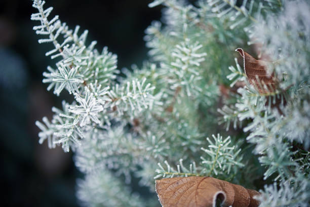 juniper branch covered with frost